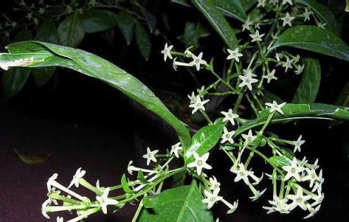 夏季驅蚊花卉養殖，選對6種植物，讓蚊蟲遠離，助你安睡一整夜