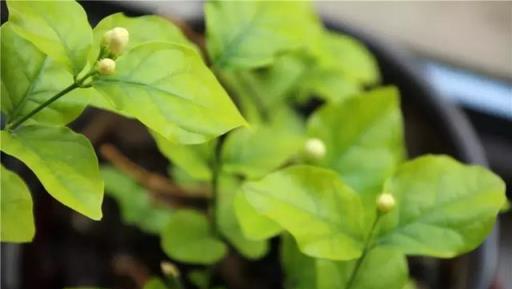 茉莉花施肥寶典，茉莉這樣施肥，比花市老闆養的都好