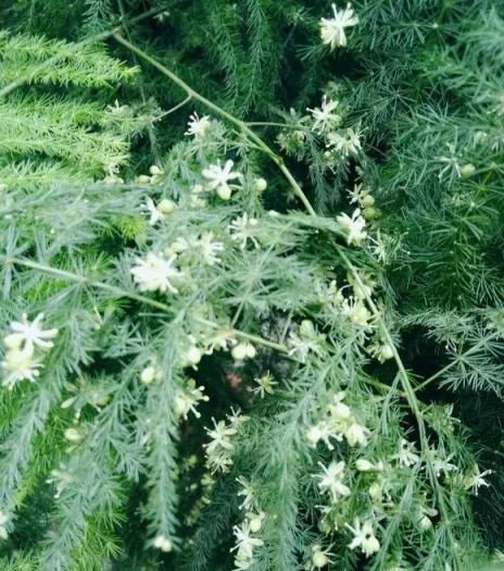 3種花病菌不喜歡，養在家裡一家老小身體好，養上10盆也不多