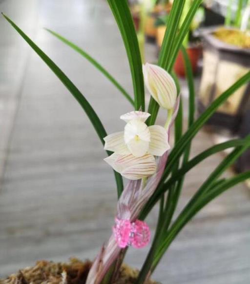 養蘭花，避開這3點，蘭花生長快，不生病