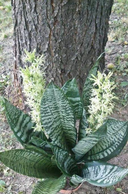 家裡的盆栽虎皮蘭養臥室也想要開花，我教你幾招