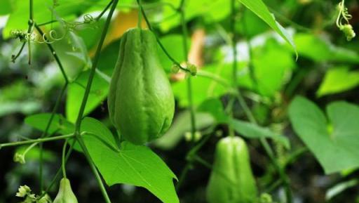 佛手瓜的種植方法，打造清脆可口的蔬果園