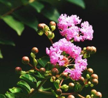 想要養好「紫薇花」做到這「4點」，枝繁葉茂，輕鬆爆盆