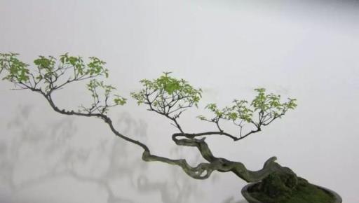 植物養殖技巧：黃荊盆景的製作與養護經驗