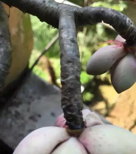 多肉植物「長鬍子」，是求救的預警，肉友們別忽視