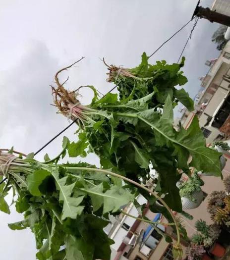 2種「長壽菜」別出門挖了，陽臺種一點，夠吃大半年！