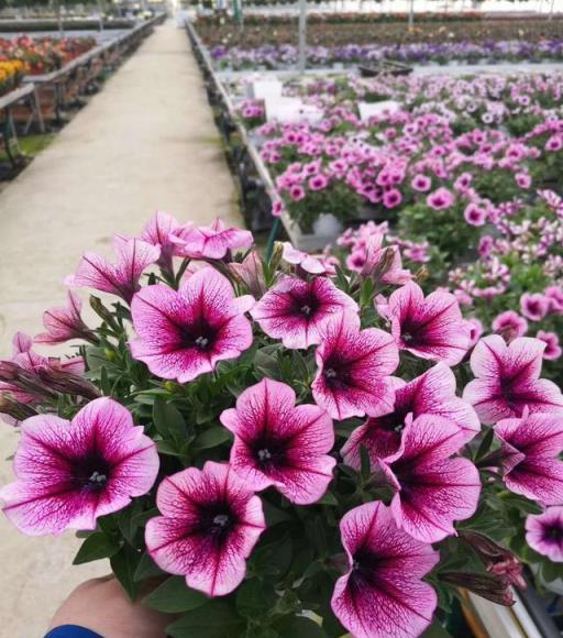 花卉種植行業普及的無土栽培常見方式及優缺點