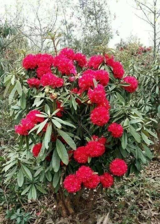 杜鵑花期結束，後期養護要到位，幾件小事做得好，下次開花能爆盆