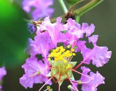 想要養好「紫薇花」做到這「4點」，枝繁葉茂，輕鬆爆盆