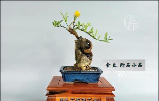 亦盆栽」金豆 小品盆栽 顧み