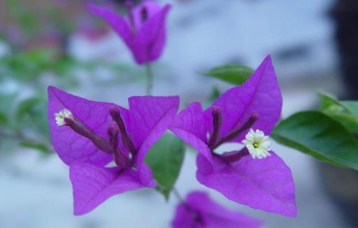 夏季扦插花卉精選，4種生根快速、易成活的植物