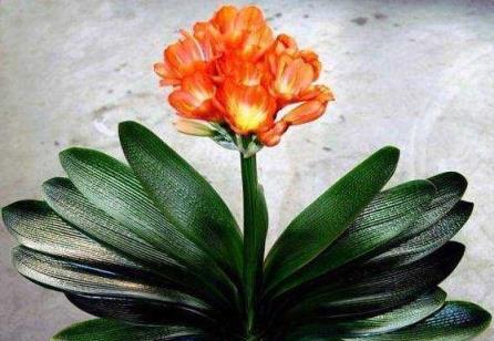 君子蘭就是不開花，看看這「4點」，做好葉片槓槓厚，開滿花