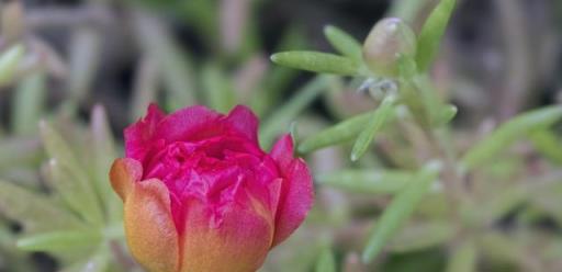 養上這10種耐旱開花植物，做個有花園的幸福懶人