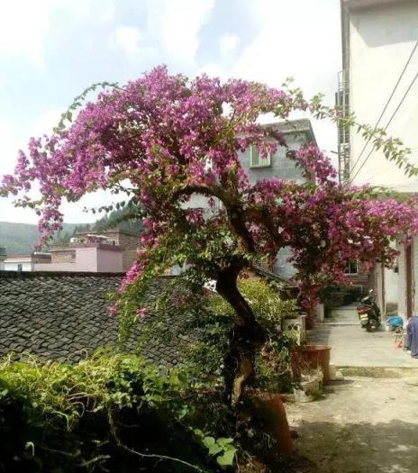 3種植物，又香又殺菌！養幾盆家人少生病