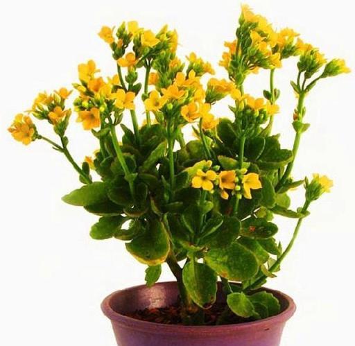養長壽花，要管住自己的手，做錯這一個「動作」，爛葉還不開花