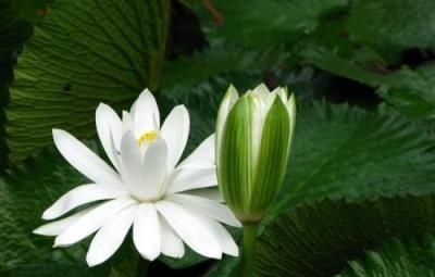 初學者養花人要想鮮花滿園香，就買服盆花