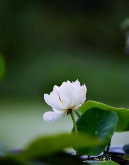 碗蓮種不好的幾個誤區，你中招了嗎？|園丁