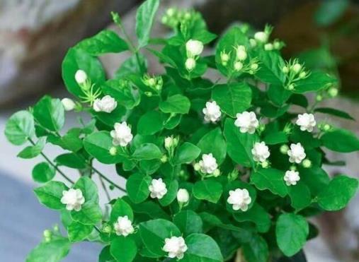 夏季茉莉花管理指南，促開花的三大要點