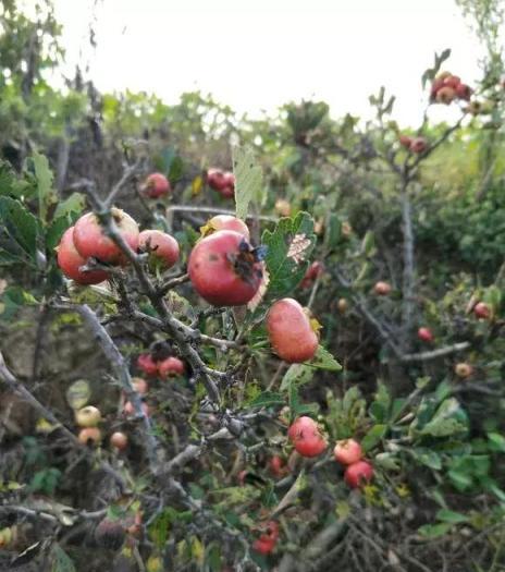 陽臺養1棵山楂樹，果子紅豔豔，開胃又消食，是盆栽佳品