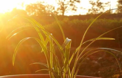 盆栽蘭花黃葉怎麼辦？澆水施肥需分清，蘭友：現在明白了