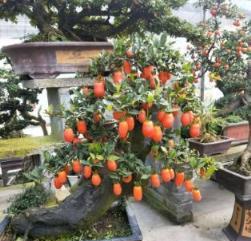 家裡養「2種樹」，高檔顯「貴氣」，旺財又鎮宅，很容易養成盆景