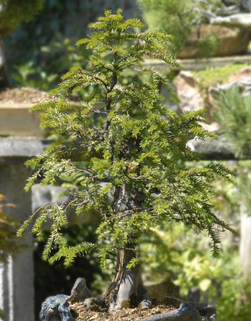 夏天盆栽紅豆杉葉子耷拉沒有精神的原因和解決辦法