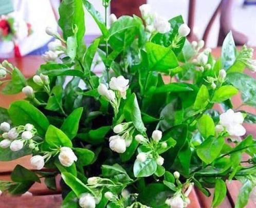 夏季茉莉花管理指南，促開花的三大要點