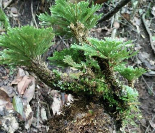 長在山底下的「野草」，挖回家當盆栽，比君子蘭值錢，還好看