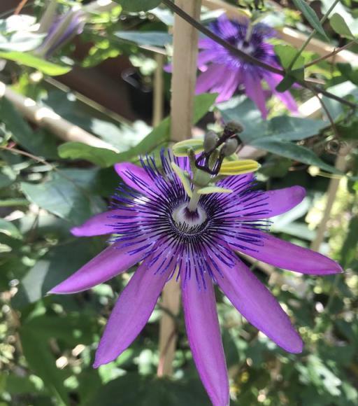 藤本紫花西番蓮，好養又長得快還花期長。一株就能開滿陽臺