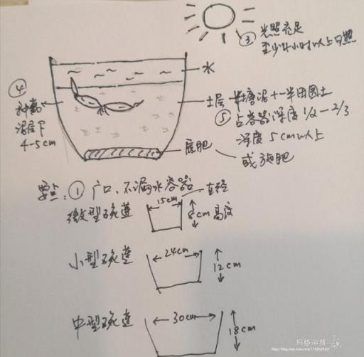 碗蓮種不好的幾個誤區，你中招了嗎？|園丁