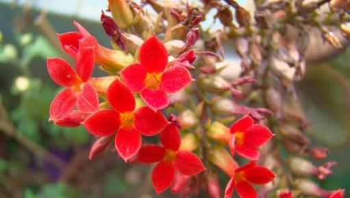 養長壽花，要管住自己的手，做錯這一個「動作」，爛葉還不開花