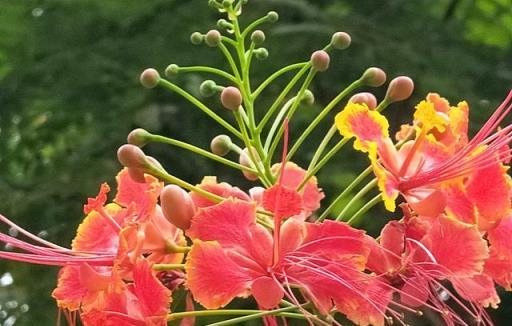 滿樹的花紅花火，紅豔悅目，麗極一時