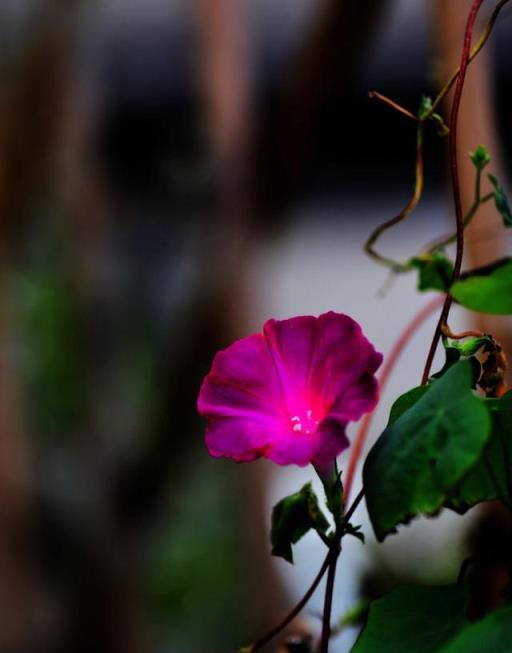 牽牛花，你開花的樣子很美好 | 植物筆記