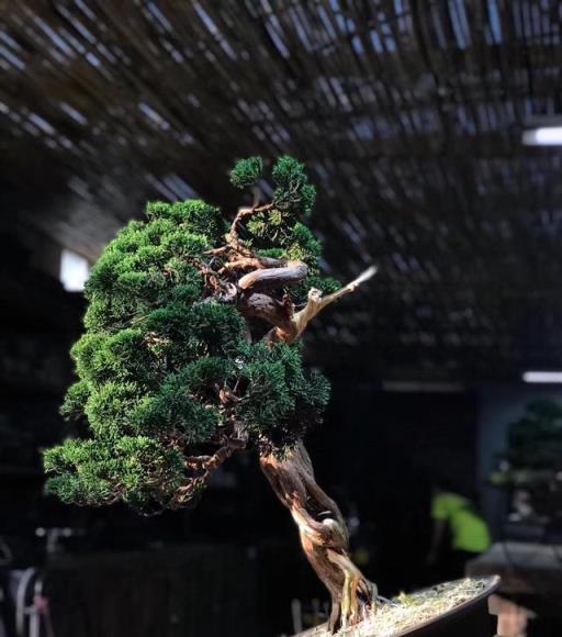 培育盆景根系發達的藝術與實踐-imomo植物識別