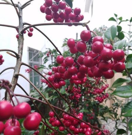 2種「招財花」，比發財樹還「旺財」，好養顏值高，值得入手