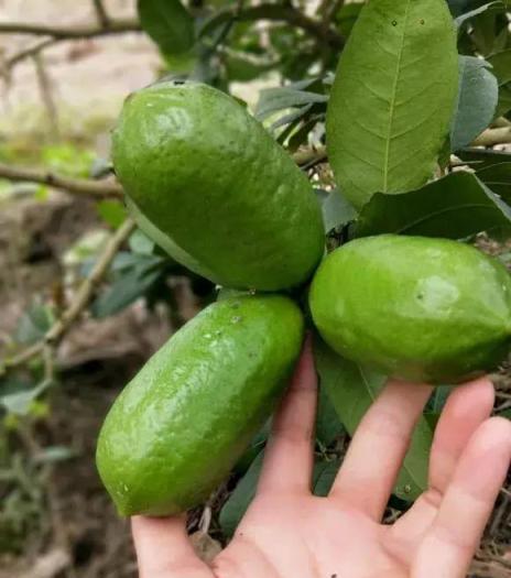 盆栽檸檬，1個小方法，開花多果子繁茂，檸檬又大又香