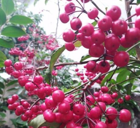 2種「招財花」，比發財樹還「旺財」，好養顏值高，值得入手