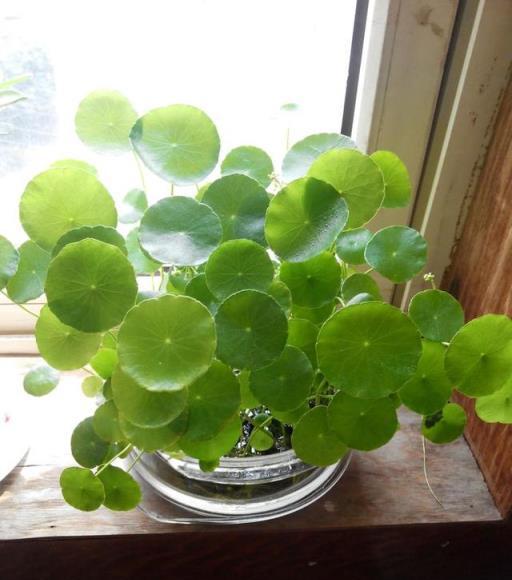 那些生命力頑強的花兒，如何在炎炎夏日裡綻放一整個夏天-imomo植物識別