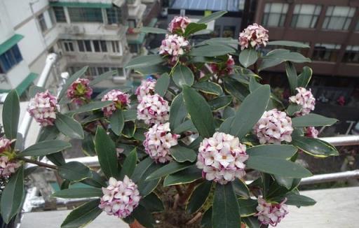 最香的盆栽花，比梔子茉莉還香，花葉俱美，栽培容易，你值得擁有