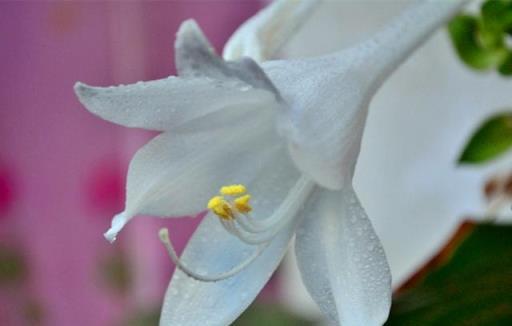 蜀葵.玉簪.鳳仙花，究竟誰可當七月花神