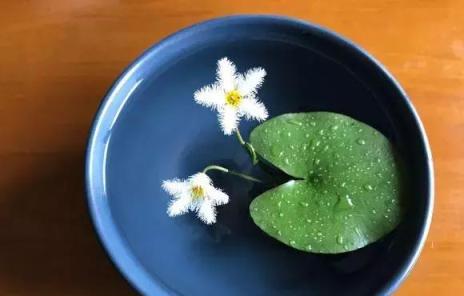 3種花就是抽水機，夏天別缺水，一缺就蔫，3天就死透了