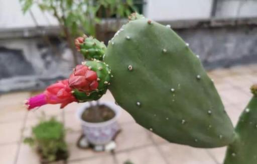 讓仙人掌植物開花的幾個小技巧，盆栽養樓頂也能孕育花朵和果實