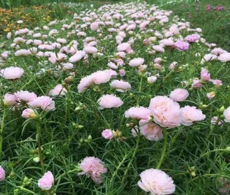 陽臺院子，養上3種花，只管澆水、晒太陽，夏天開成花海