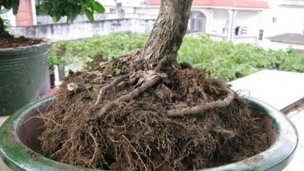 花草「換盆」？注意3點，雞蛋殼這樣一處理，比營養土好10倍