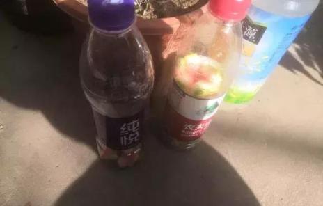 西瓜皮吃完就扔？太浪費，裝瓶裡做成肥水，梔子茉莉養爆盆