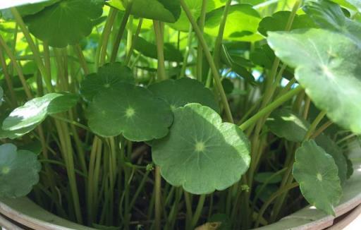 夏天養「4種綠植」，長得快，葉翠綠，3個月長爆盆，清新又唯美