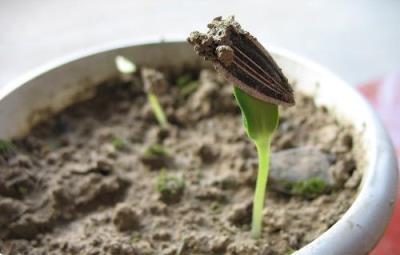 夏天適合養什麼花卉？「6種」花兒，漂亮好養活，一天天開不停