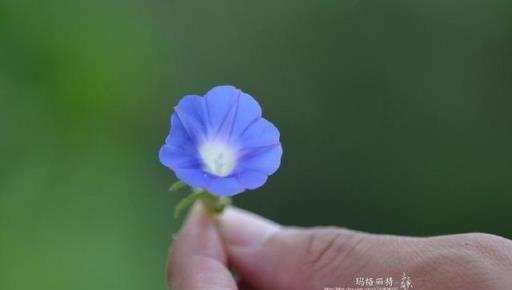 牽牛花，你開花的樣子很美好 | 植物筆記