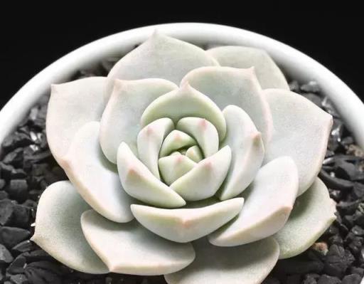 白牡丹，多肉植物的富貴象徵-imomo植物識別