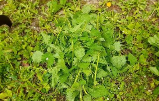 用薄荷和肥皂水製作天然的有機殺蟲劑，各種病蟲害能清除